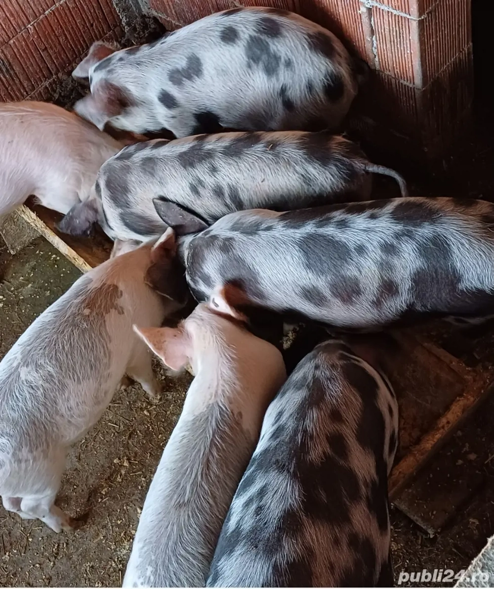 Purcei din iunie 2025