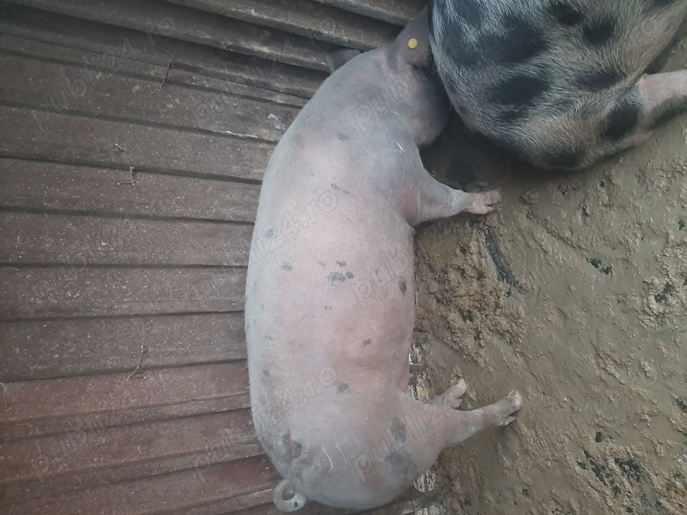 De vânzare porc cu greutate între 180-200kg pentru mai multe detalii sunați la nr de telefon 