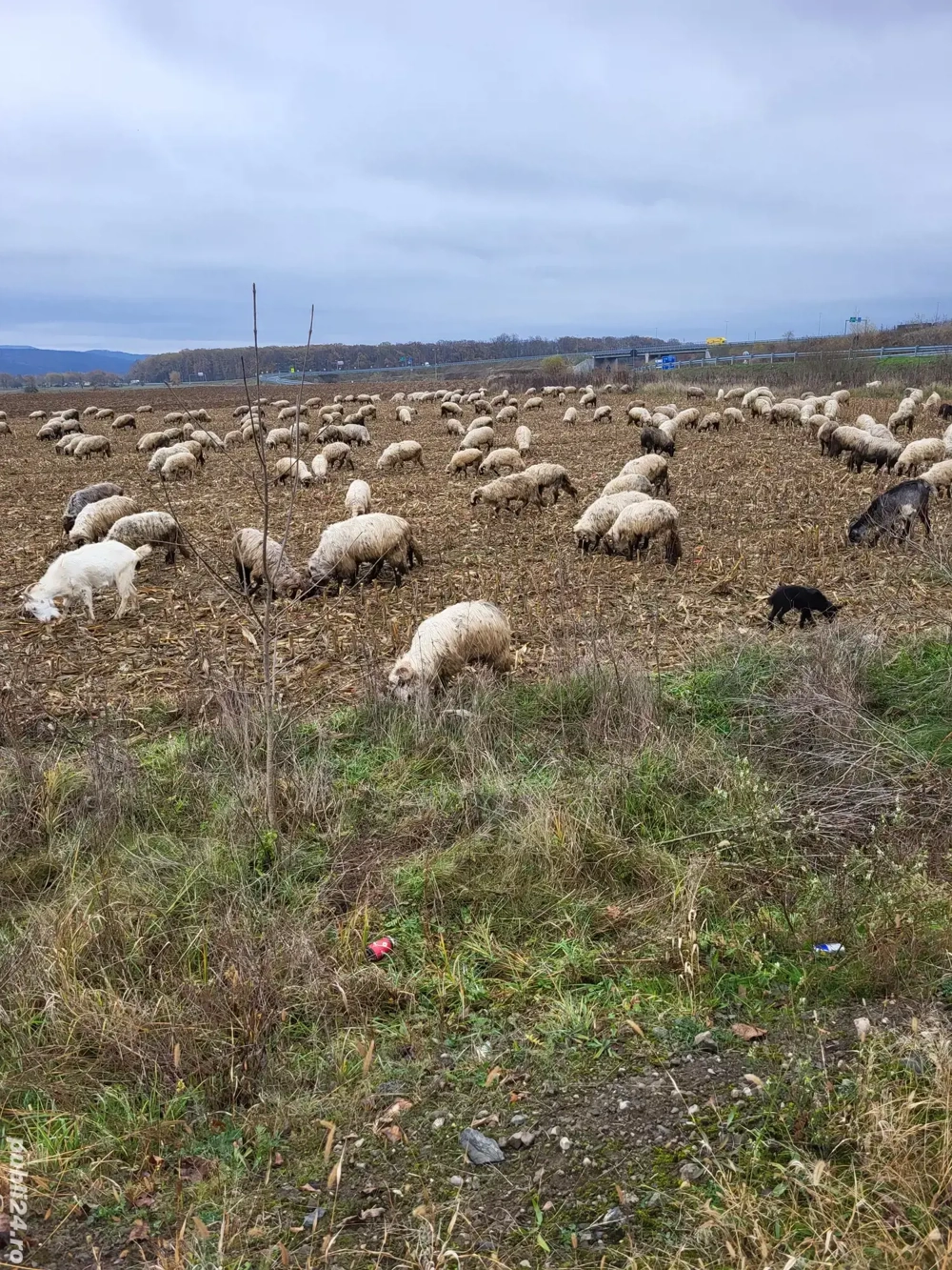 Schimb oi cu tractor