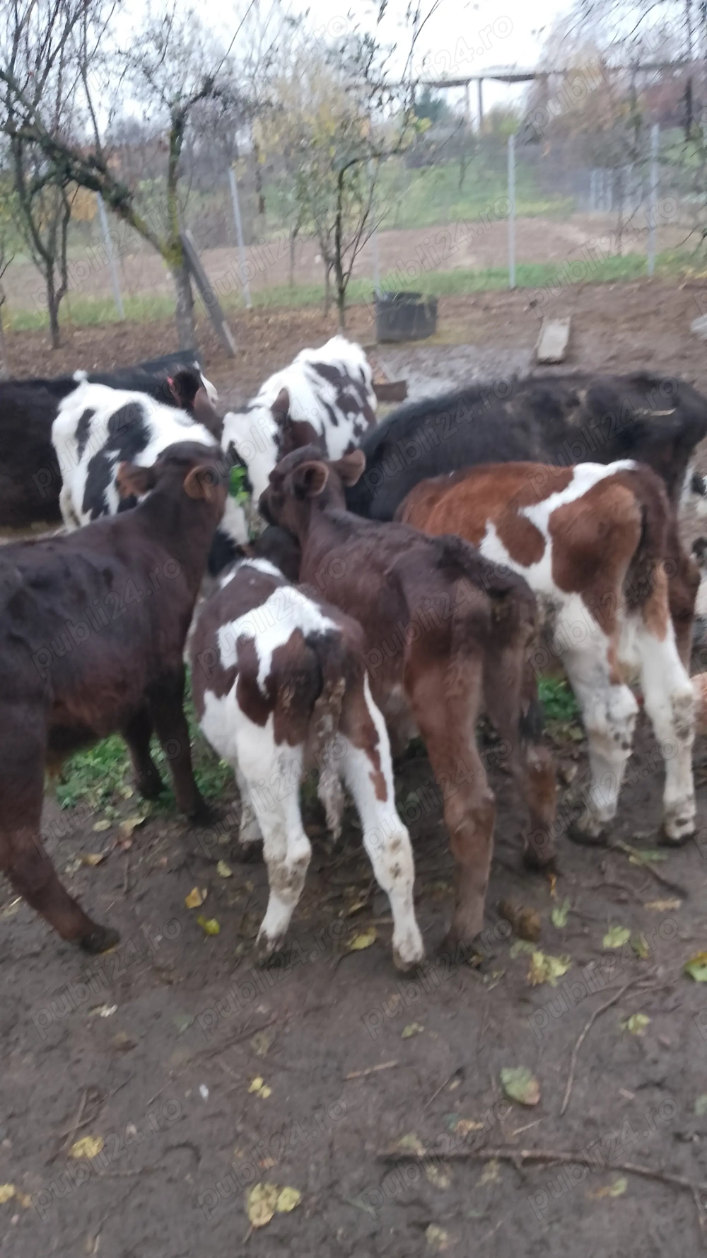 Vând vitei.          .