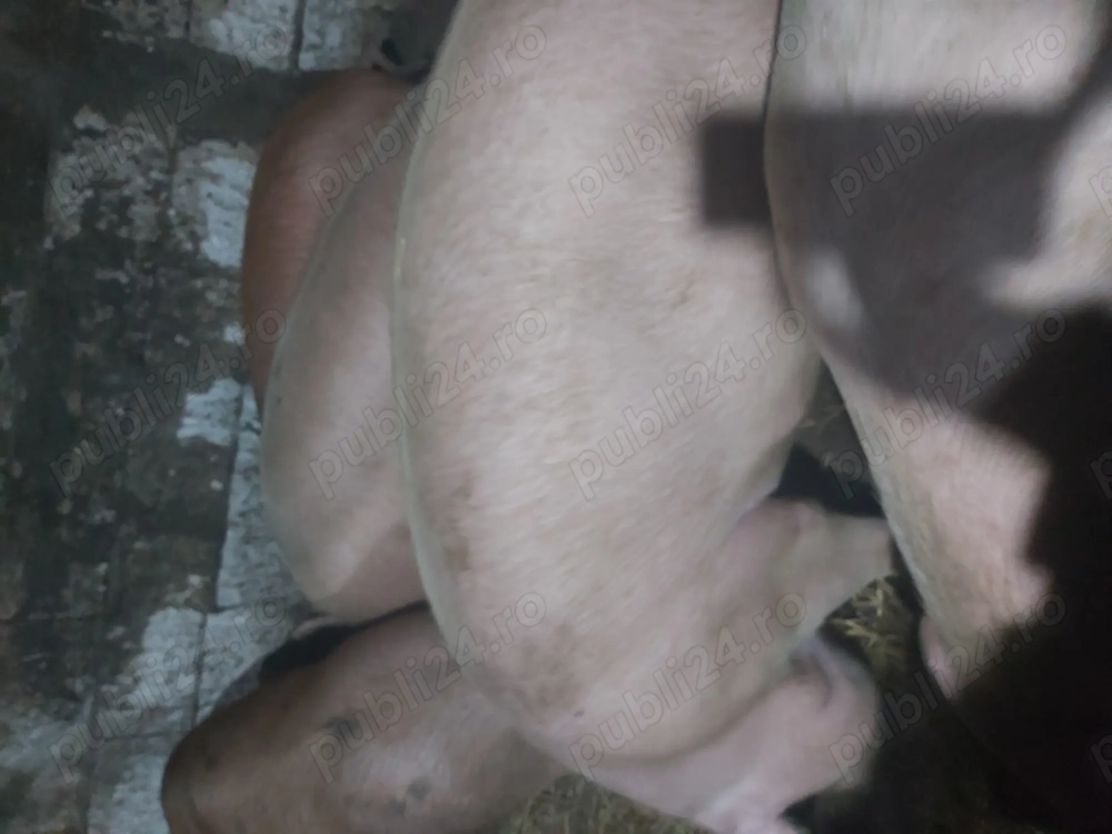 Vand porcii pentru Craciun