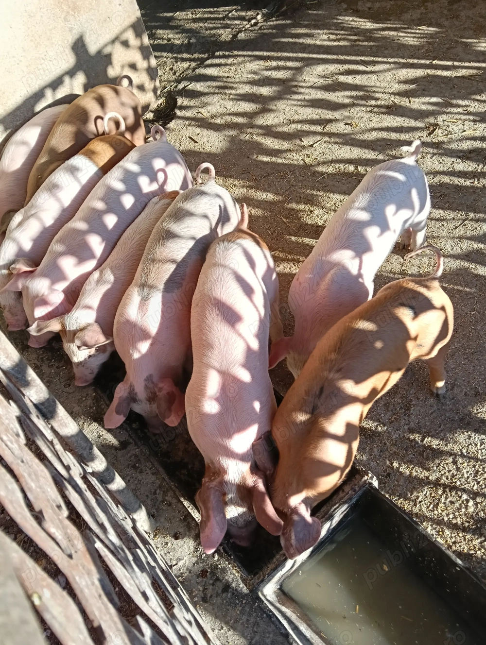 Vând purcei Leordeni Arges