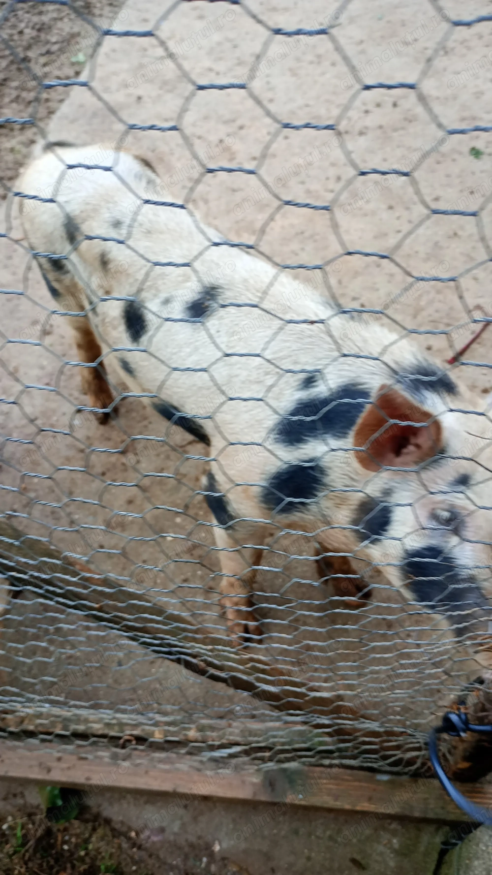 Vând purcei de carne 