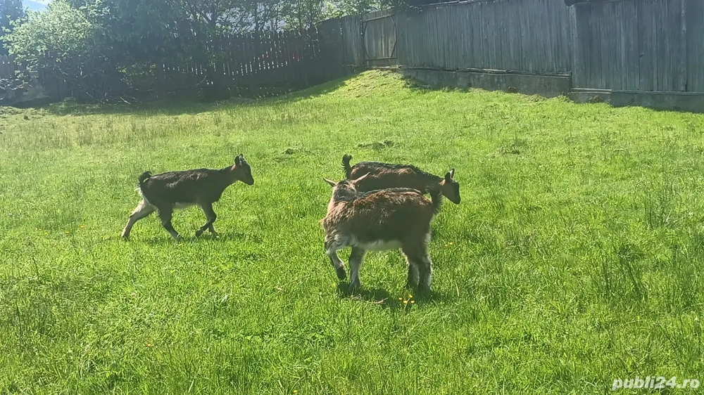 capre alpine franceze 