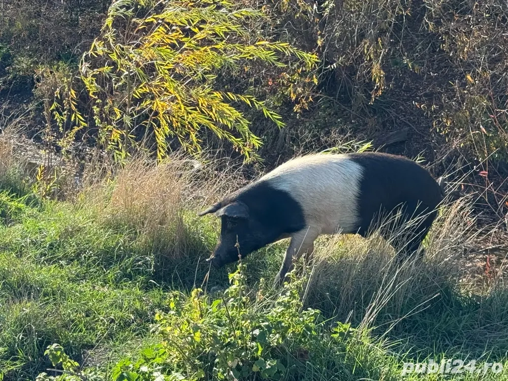 Porci Mangalița cu Bazna