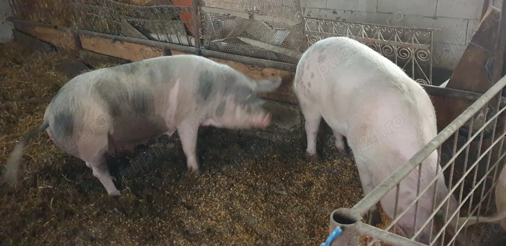 Porci de vânzare.