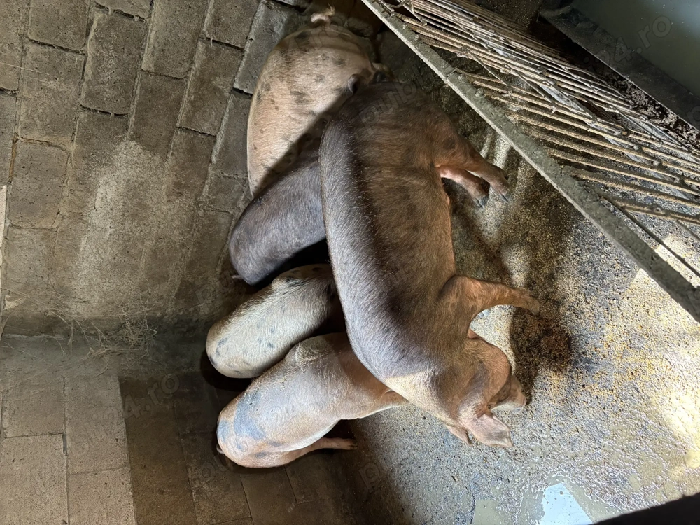 Vând porci de carne 80-150 kg