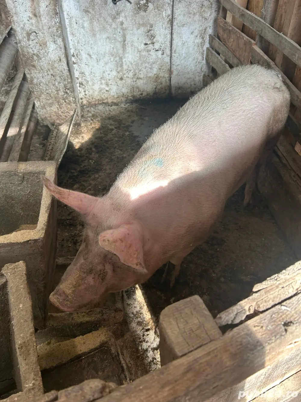 Porci de vânzare