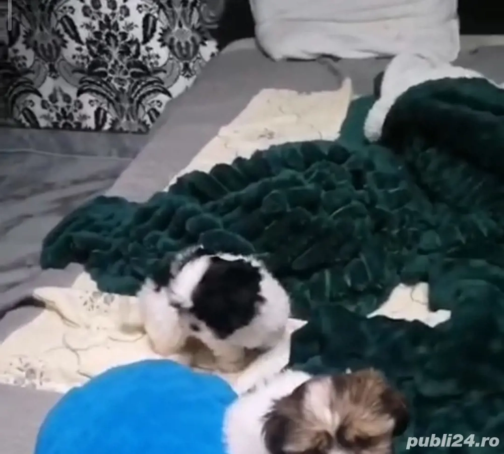 shih tzu rasă pură băiat si fată ajut cu transport în țară contra cost
