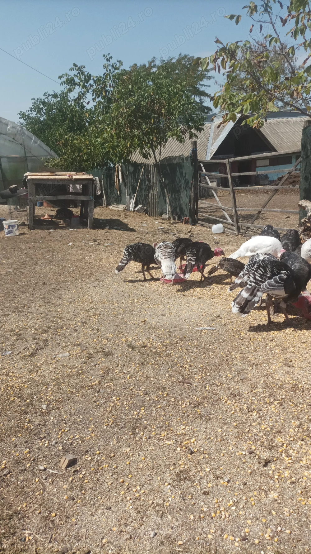 Vând curci și curcani de tara