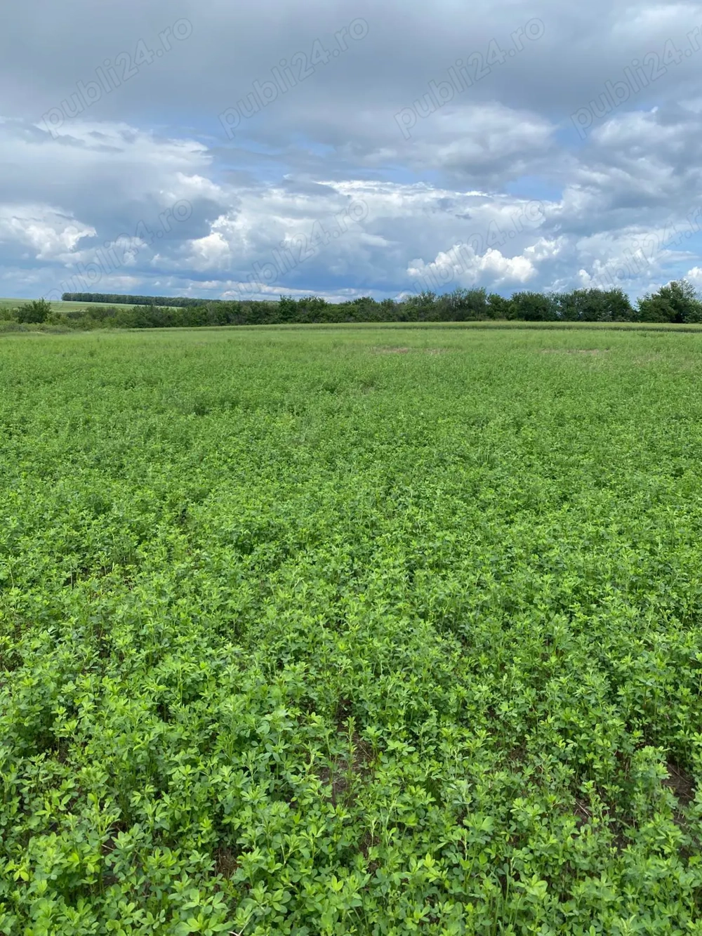 Vând teren intravilan și extravilan 