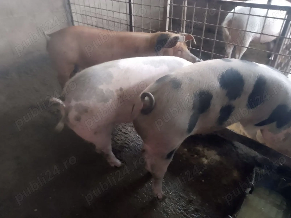 Vând porci pentru Crăciun 