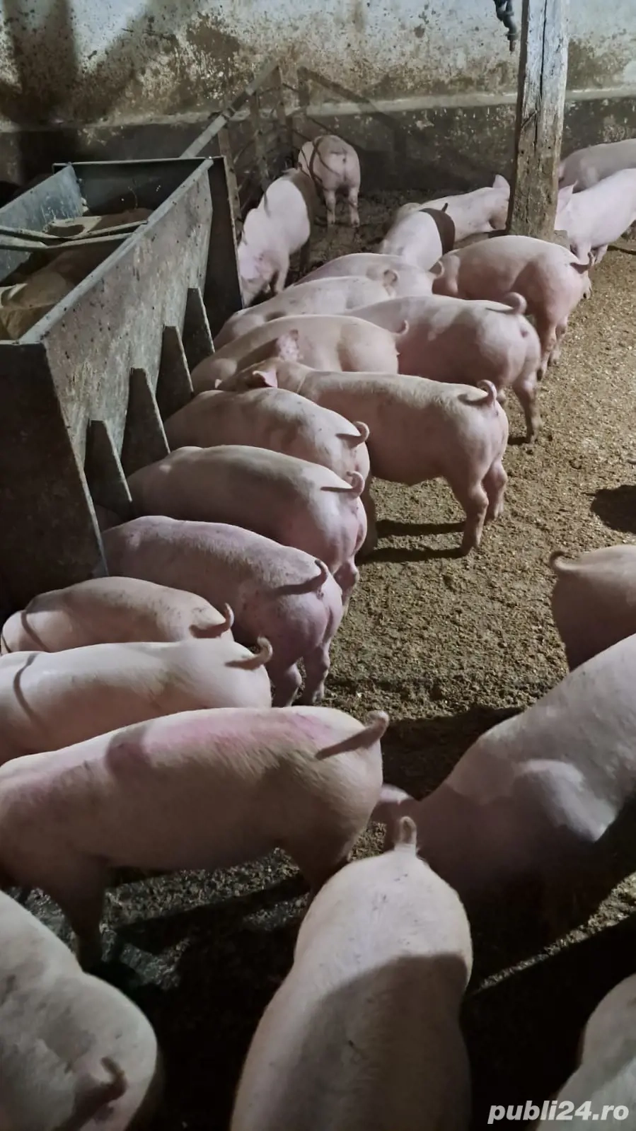 Vand purcei rasa de carne