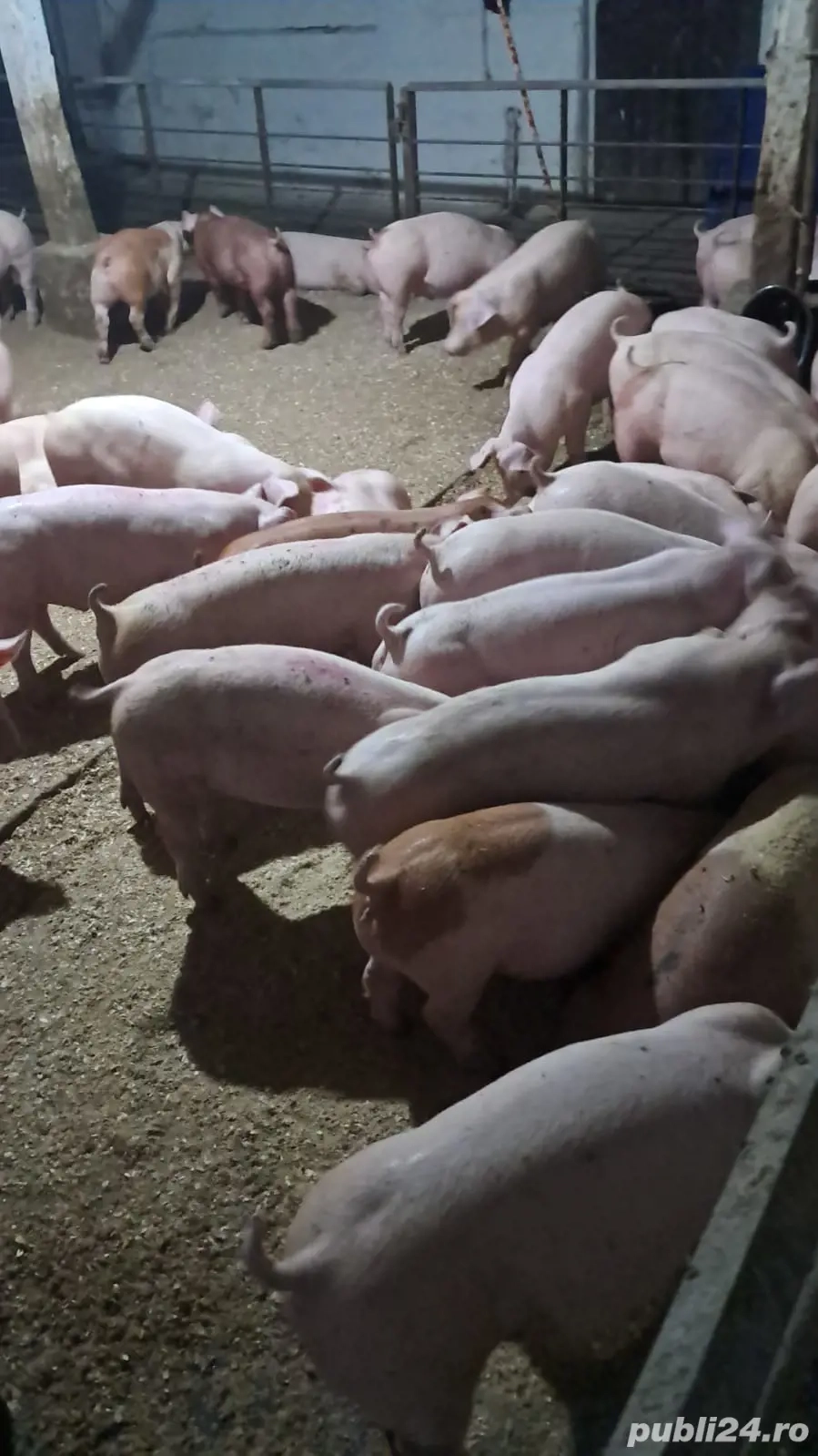 Vand purcei rasa de carne