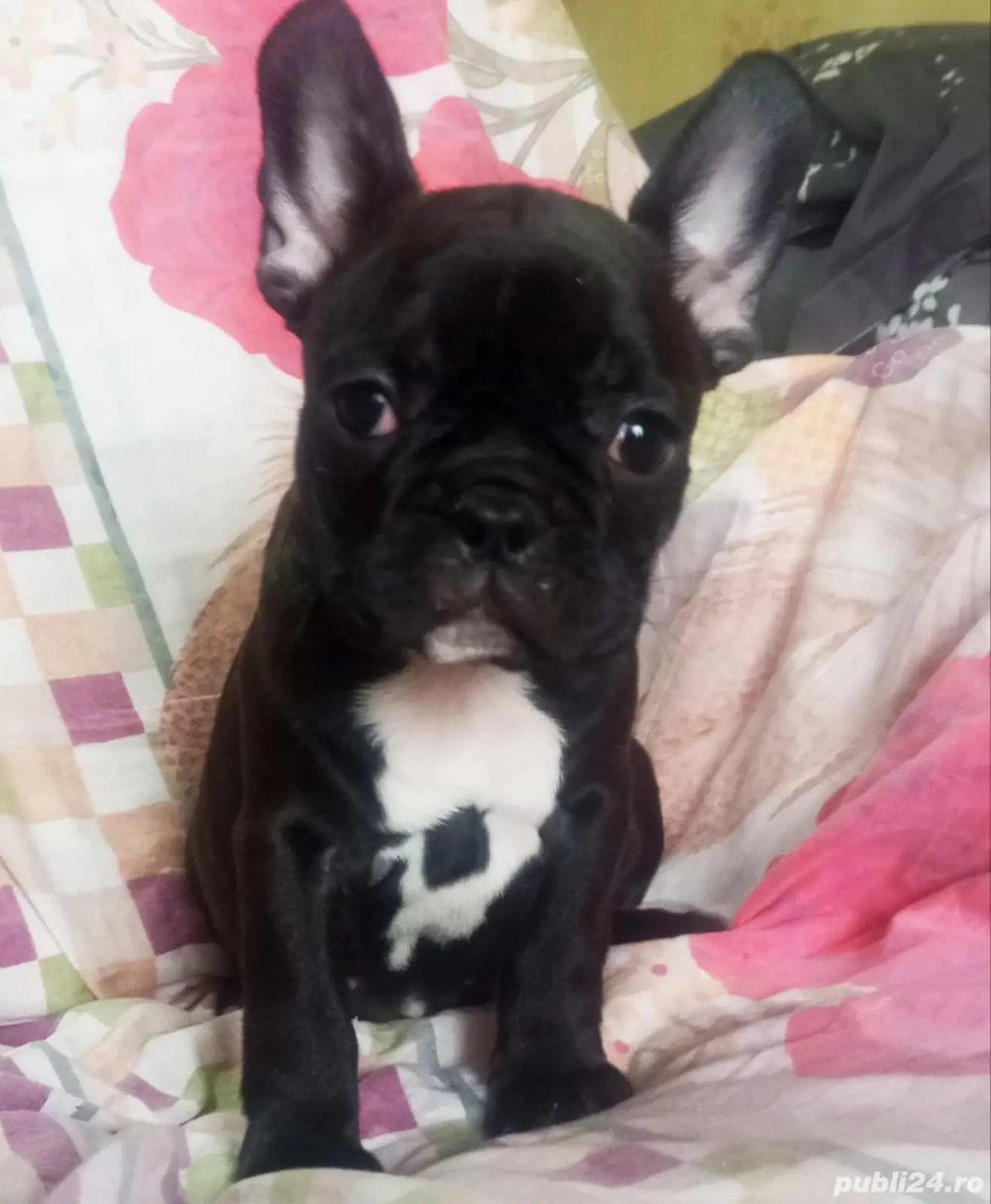 bulldog francez Femelă 