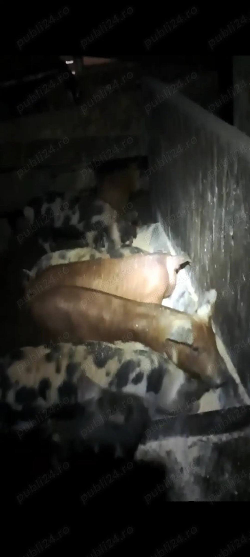 Vand purcei 7 saptamani