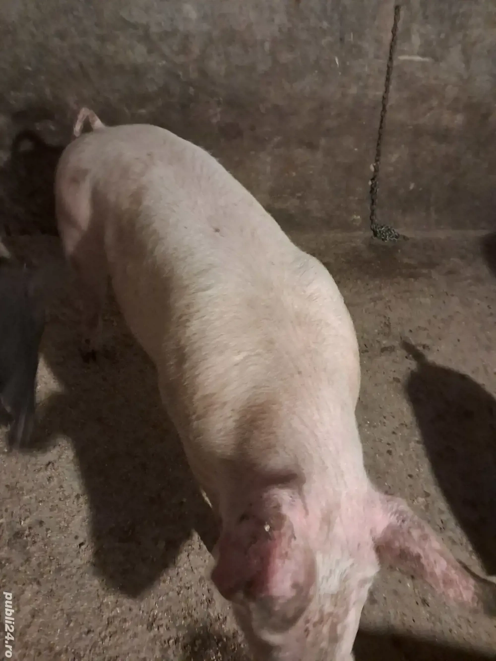 porcj grasi diferite marimi