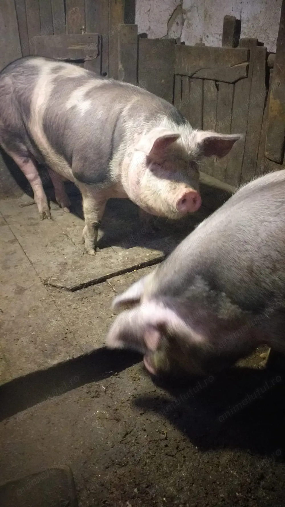 Se vinde porci crescuti natural