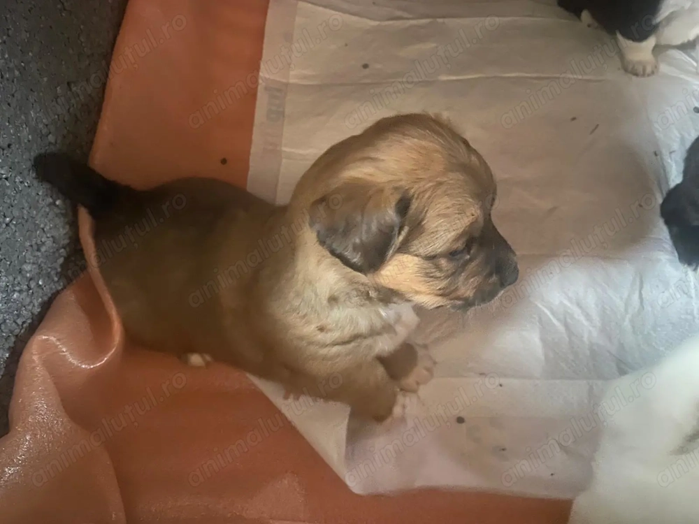 Donez cățeluși Golden retriver cu metis