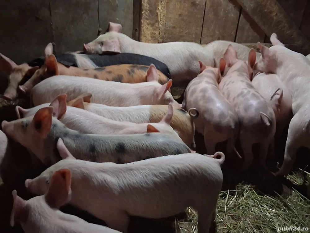 vând purcei de 9 săptămâni 