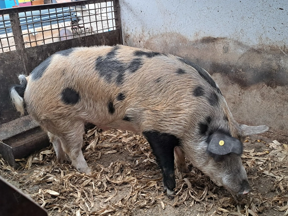 Vând porc pt sacrificat!