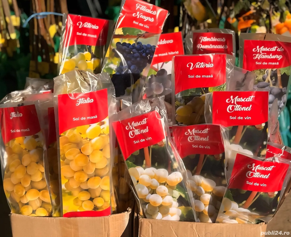 Butași viță de vie ambalați 