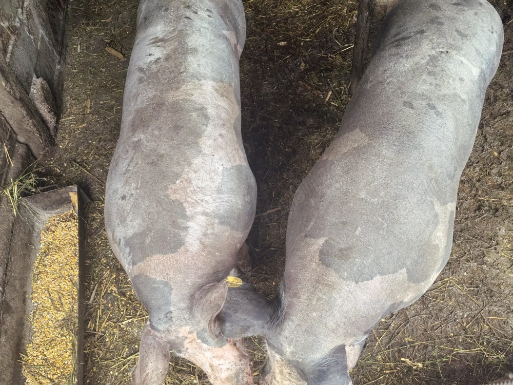 Vind porci pentru Crăciun 