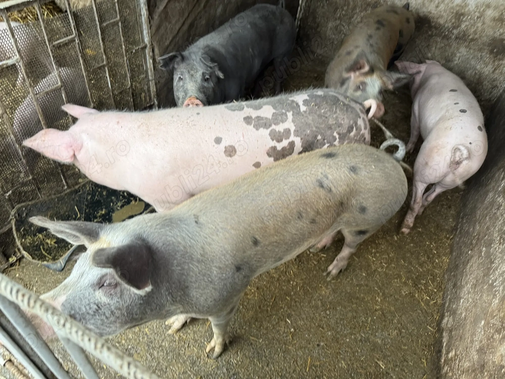 Porci de carne 110 180kg