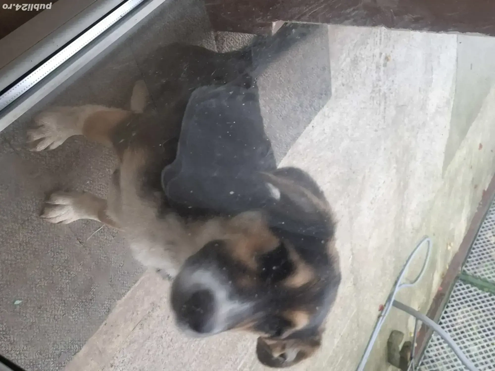 Donez catelusa lup,6 luni