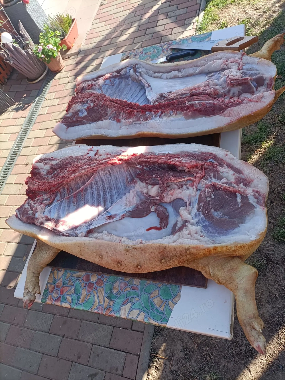 Carcasă porc vietnamez