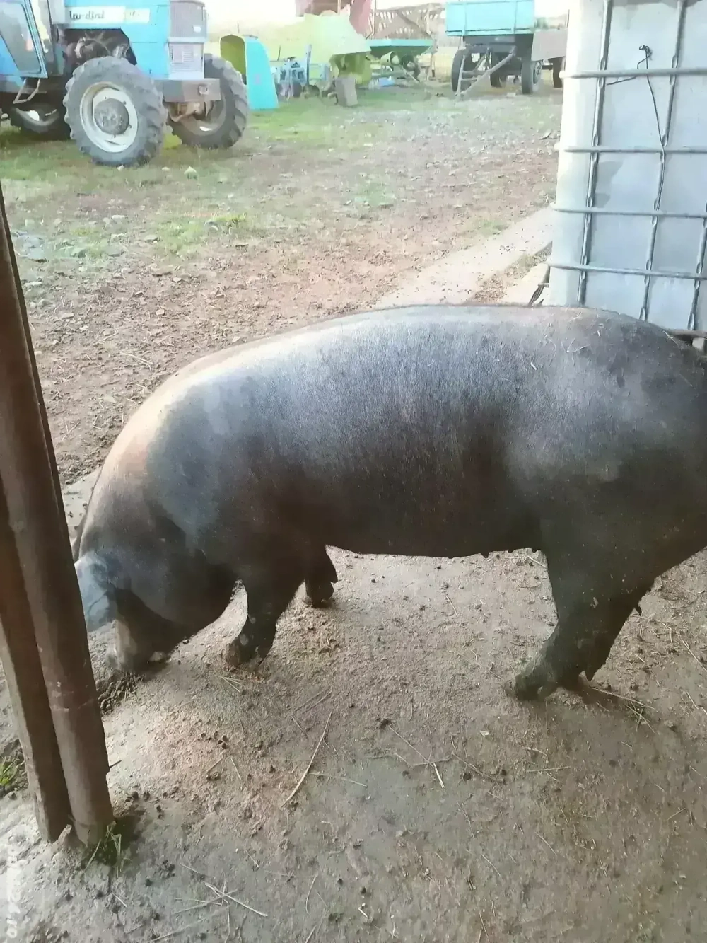 porci de vânzare 