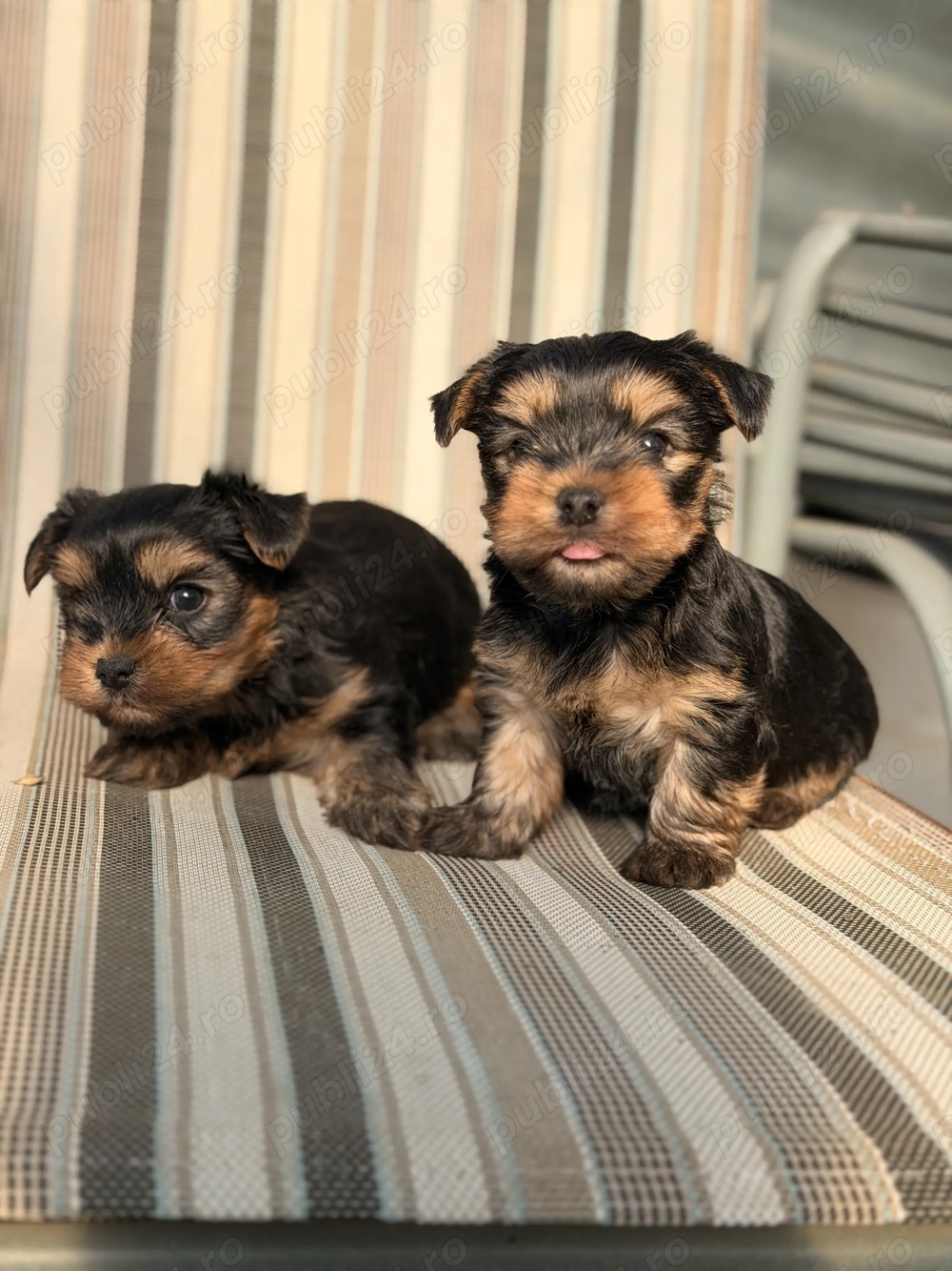 Pui yorkshire terrier 