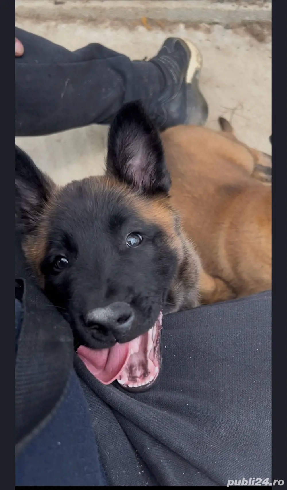 Ciobanesc Belgian Malinois Rasa Pura Pitesti