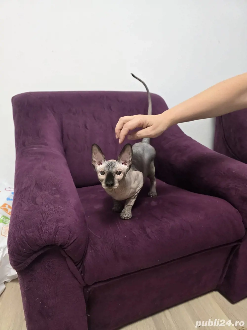 Pisica rasa Sphinx Disponibile