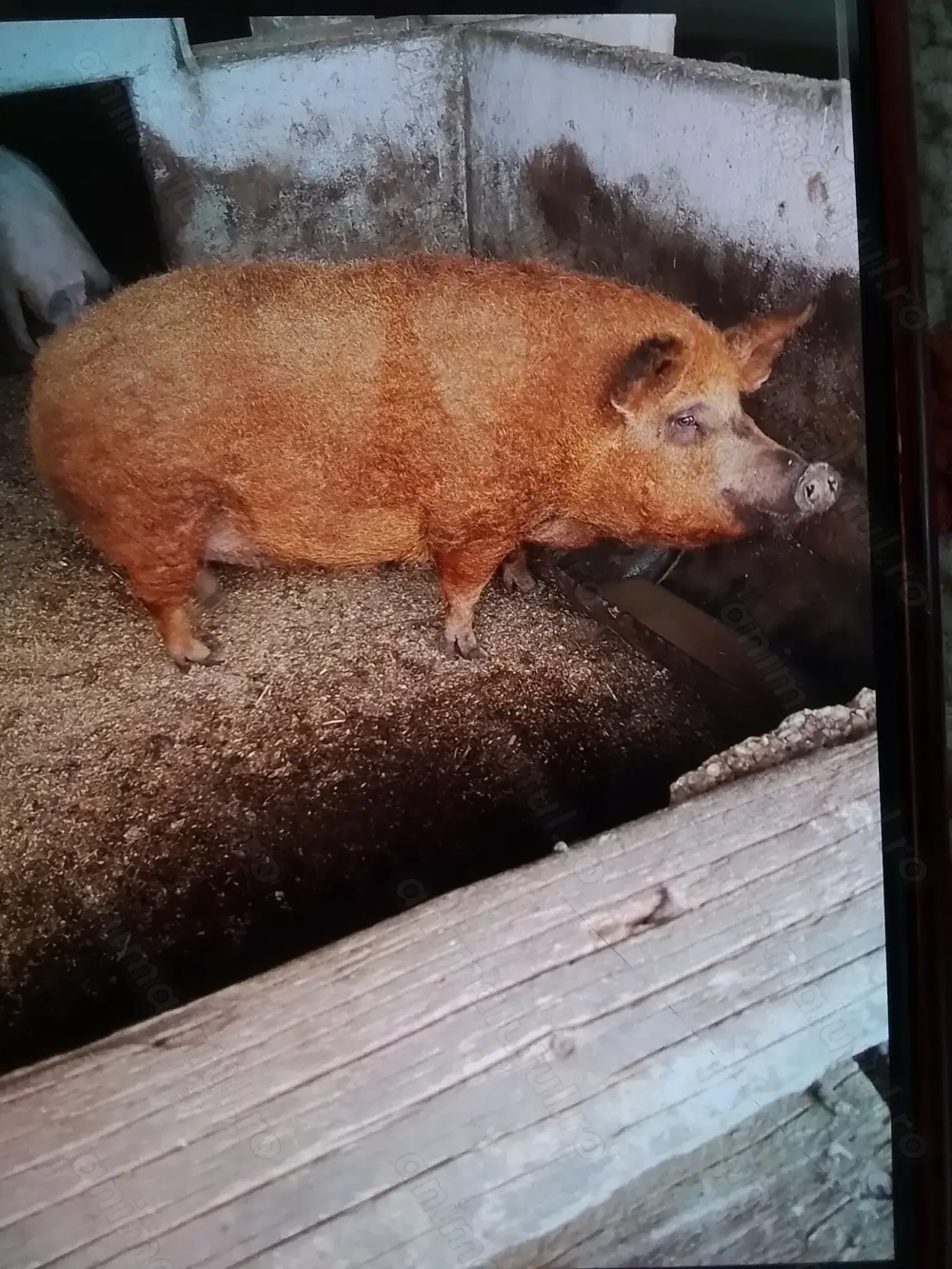 Vând purcea Mangalița!