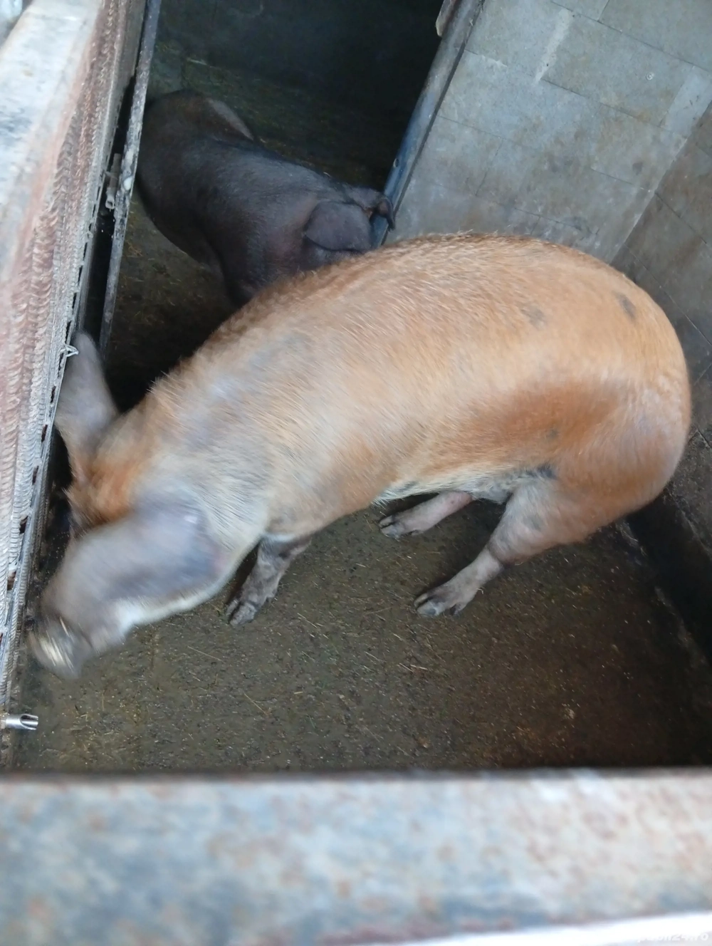 Vând porc pentru sacrificat
