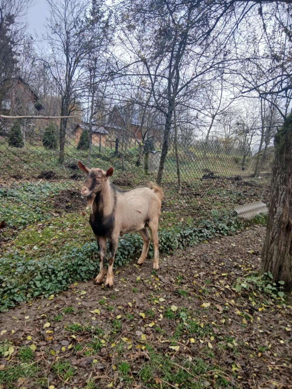 Vând țap metis alpin francez și saen sau schimb cu un alt țap alpin francez 