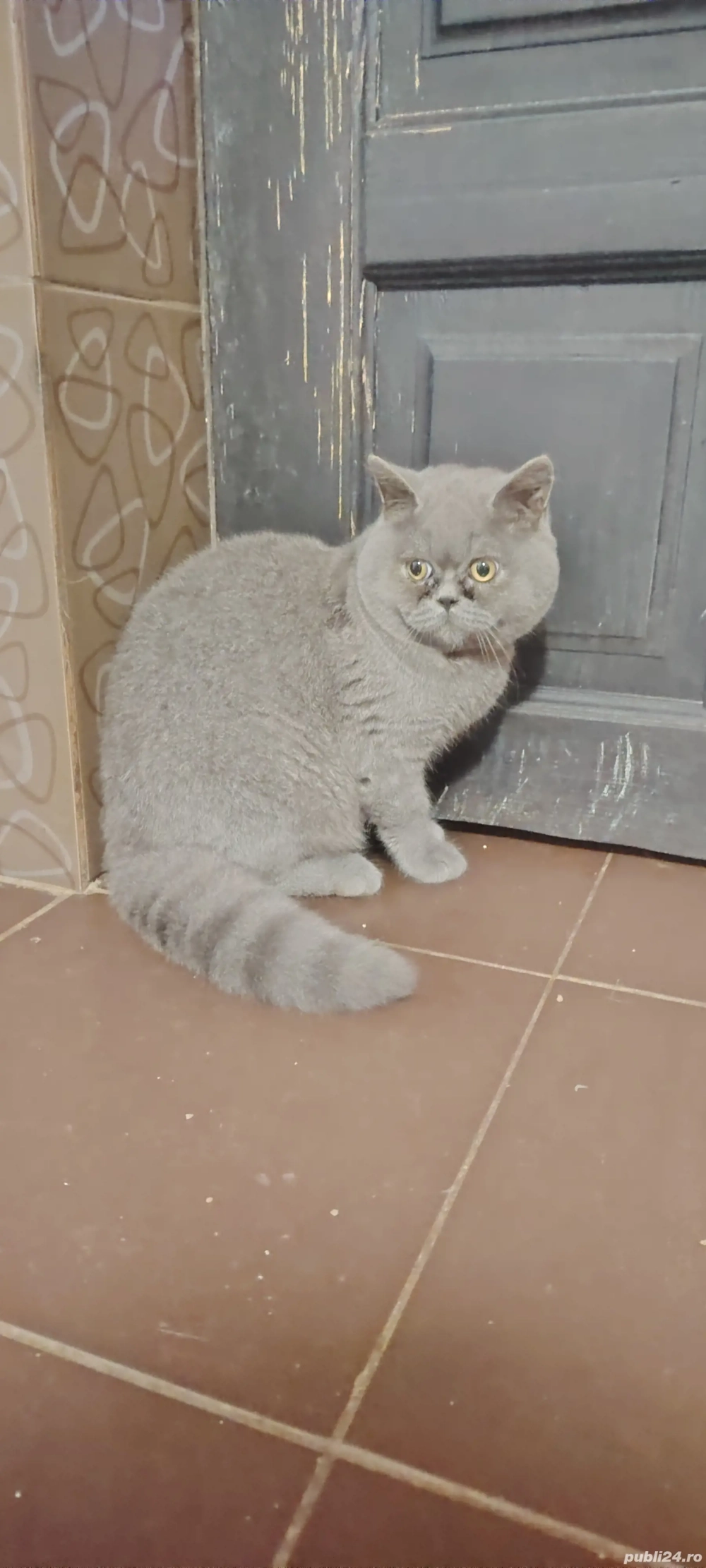 Motan british shorthair 