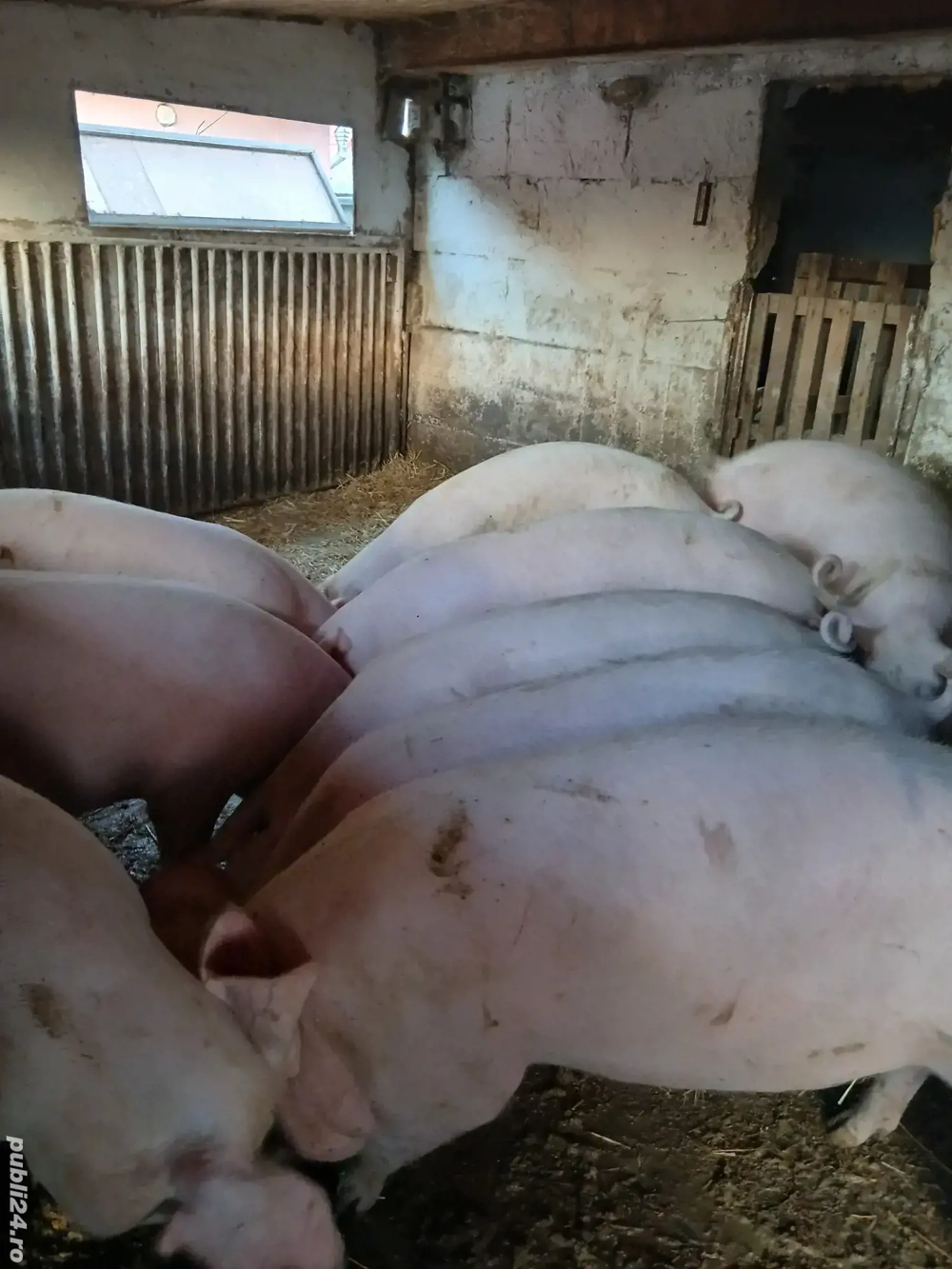 vand porci marele alb cu landras