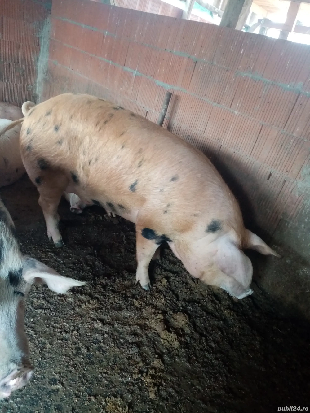 Disponibil pt sacrificat 