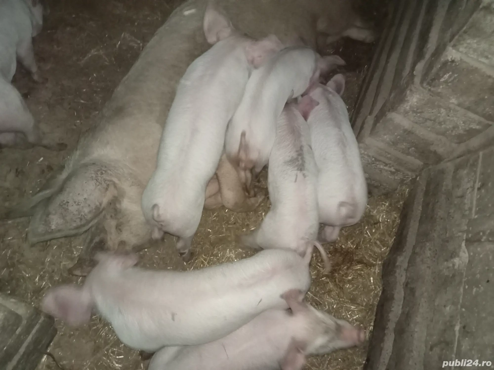 vind purcei landrx x marele alb 