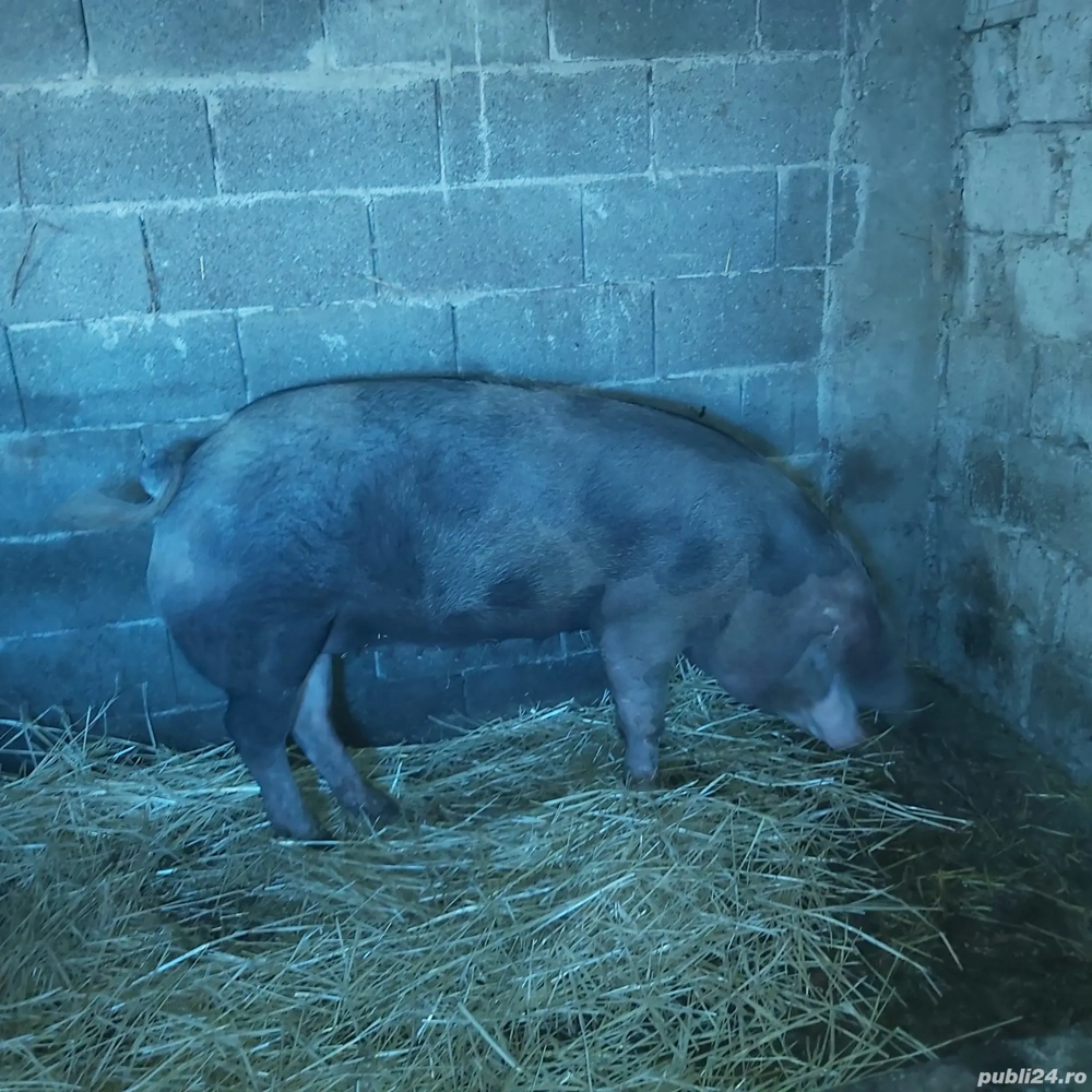 Vind porc pentru sacrificat 