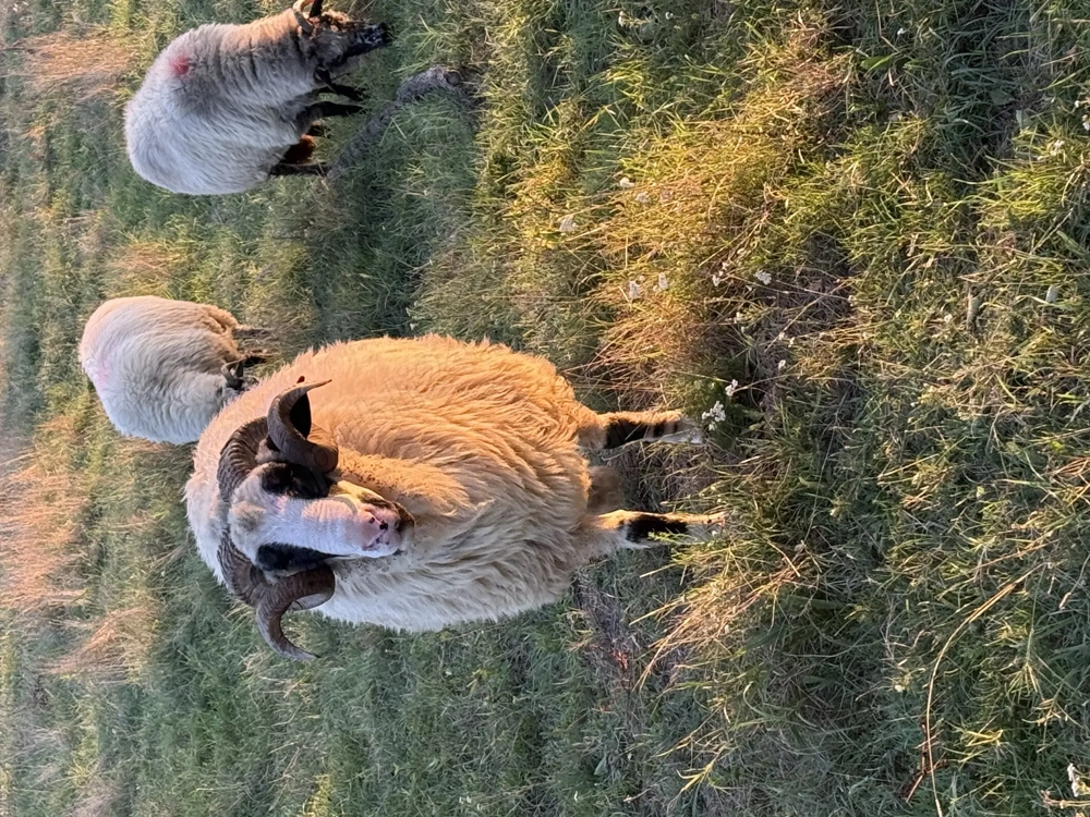 Berbec oaches de vanzare