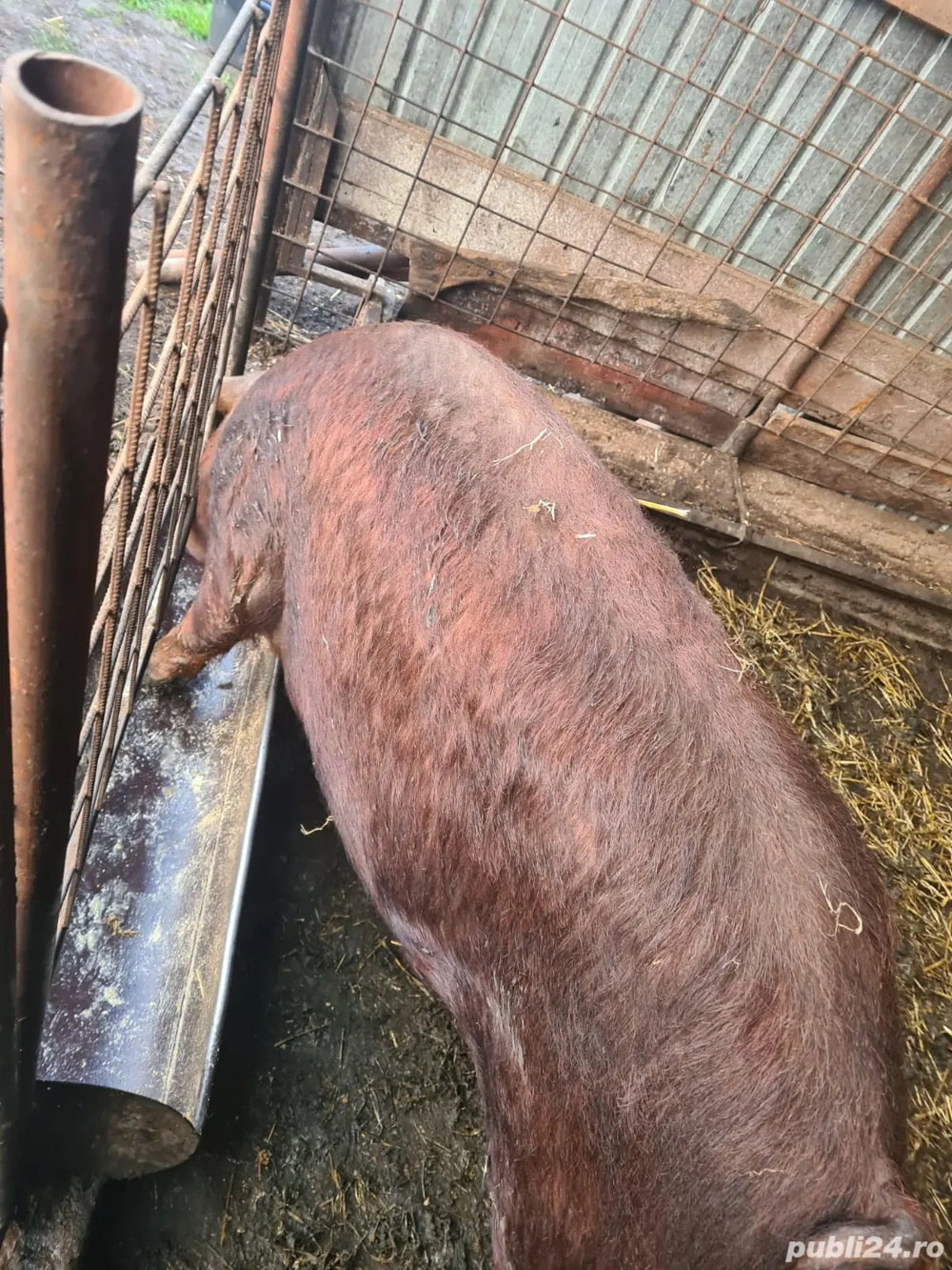 porc de vânzare  13 lei kg 