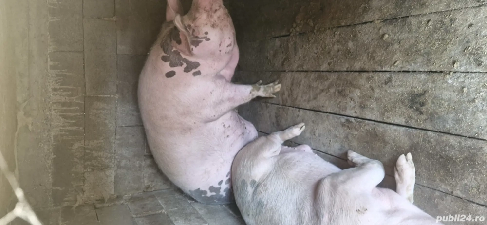 vand porci 130 160kg 