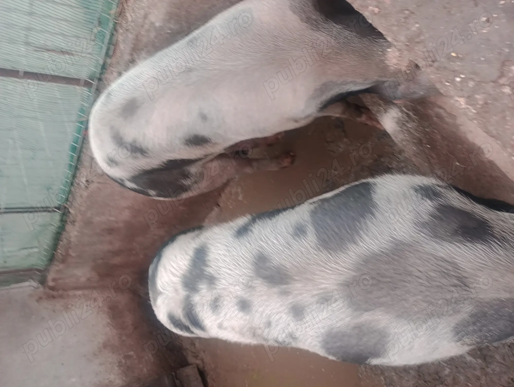 Vînd porc de 230 de kg