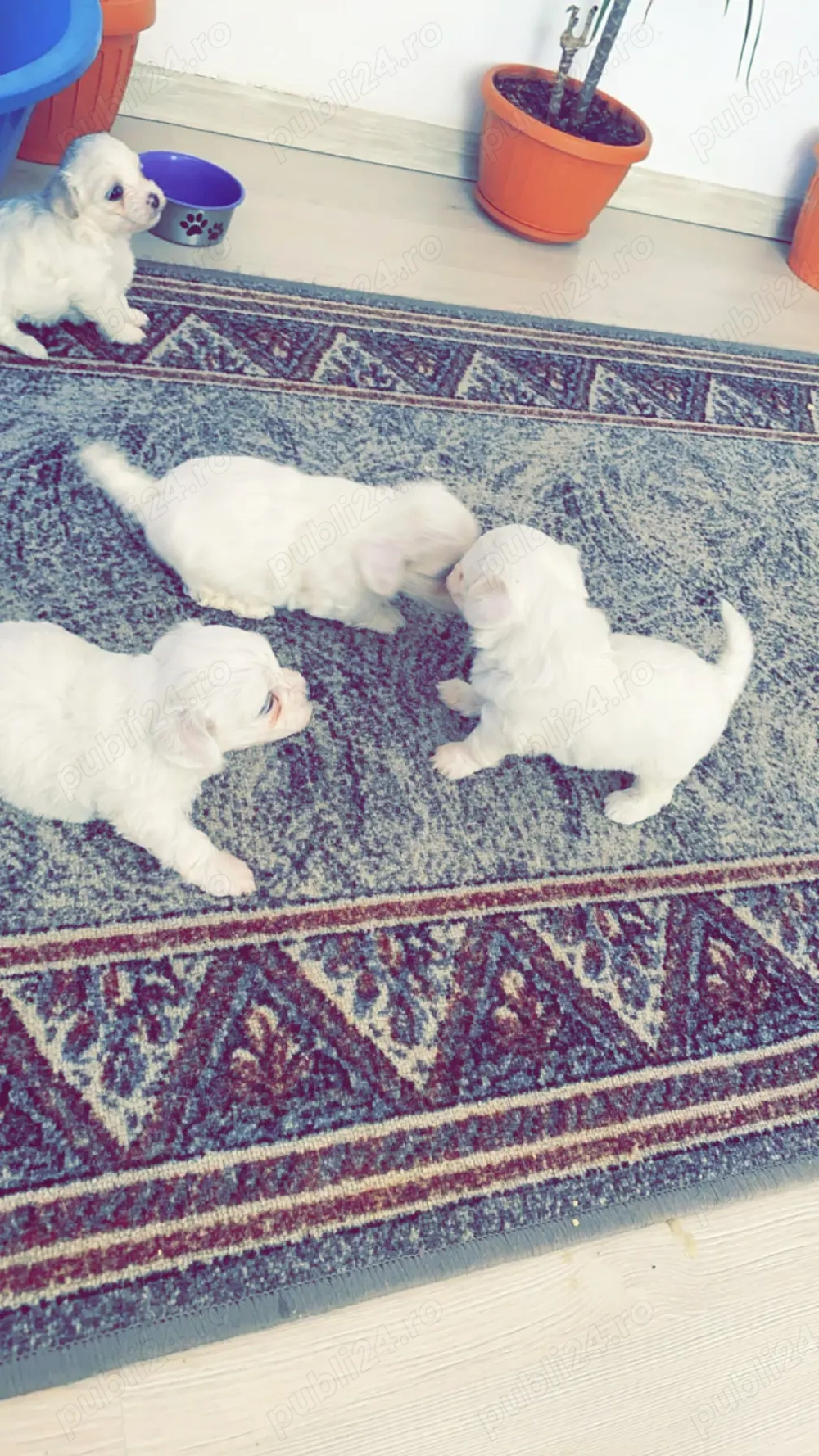 Disponibil Bisho Maltezi