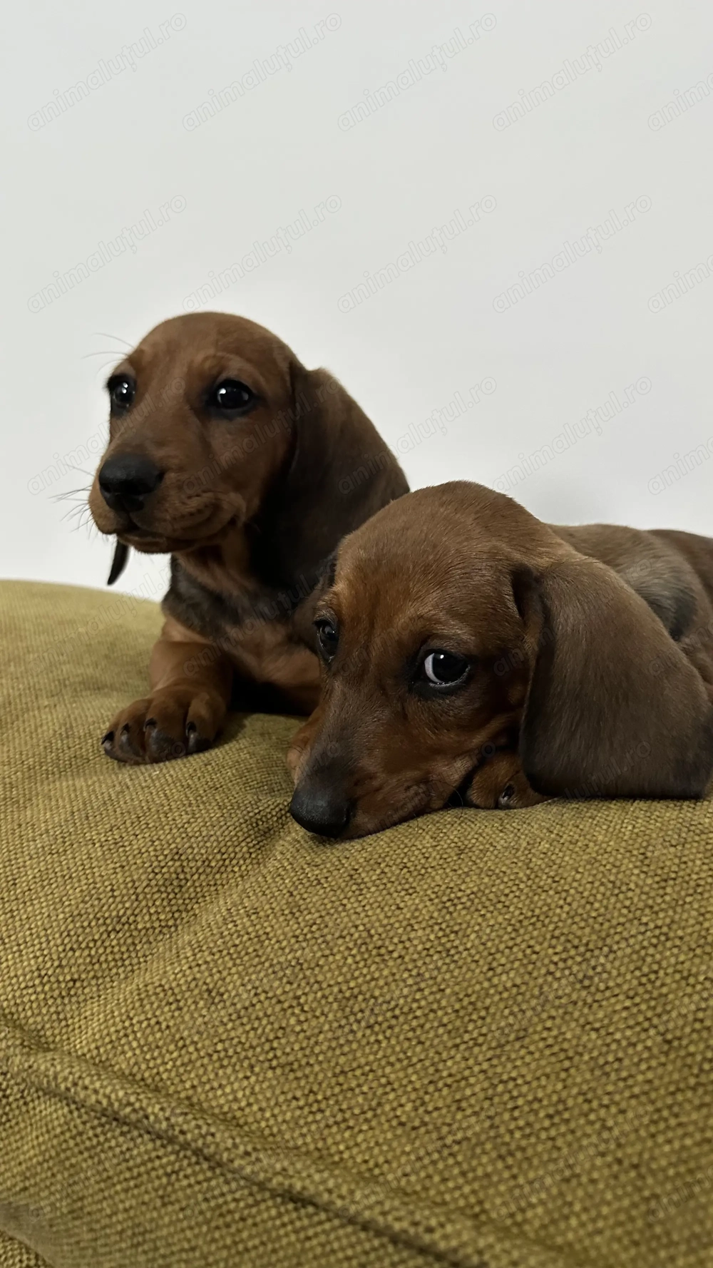 Teckel standard femela