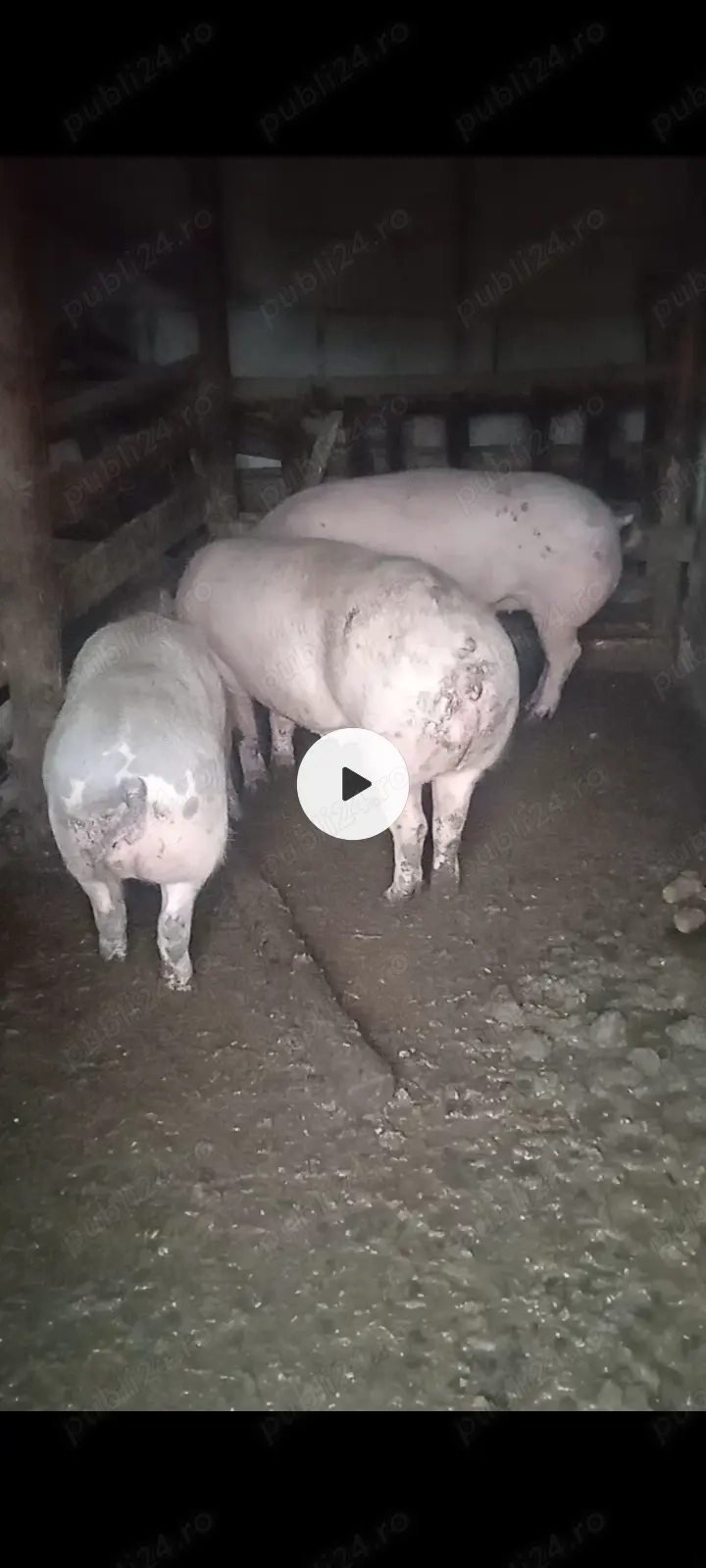 Porci crescuți natural.