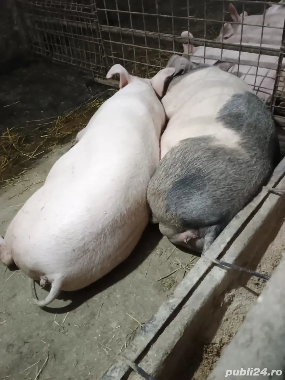 Scroafe pentru sacrificat 